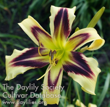 Daylily Purple Ostrich